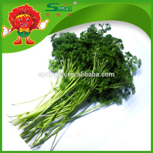 2015 Fresh vegetable parsley frozen vegetables organic green food